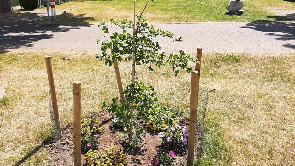 Friedensfreunde Dülmen übergeben GinkgoBaum