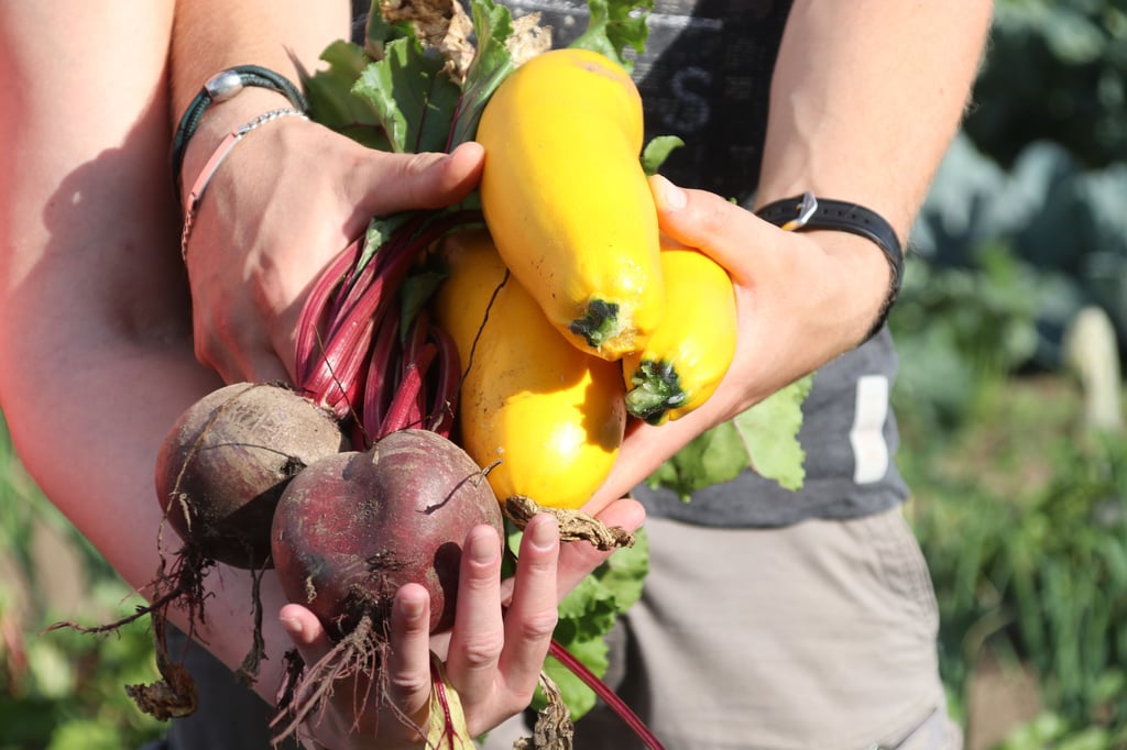 „Das Beste ist das Ernten“
