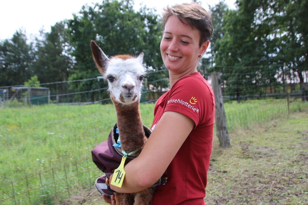 Alpaka Nachwuchs auf Aabachfarm Jede Geburt ist etwas Besonderes