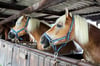 Pferde auf dem Reiterhof *** Horses at the riding school  Drei Pferde stehen im Stall.