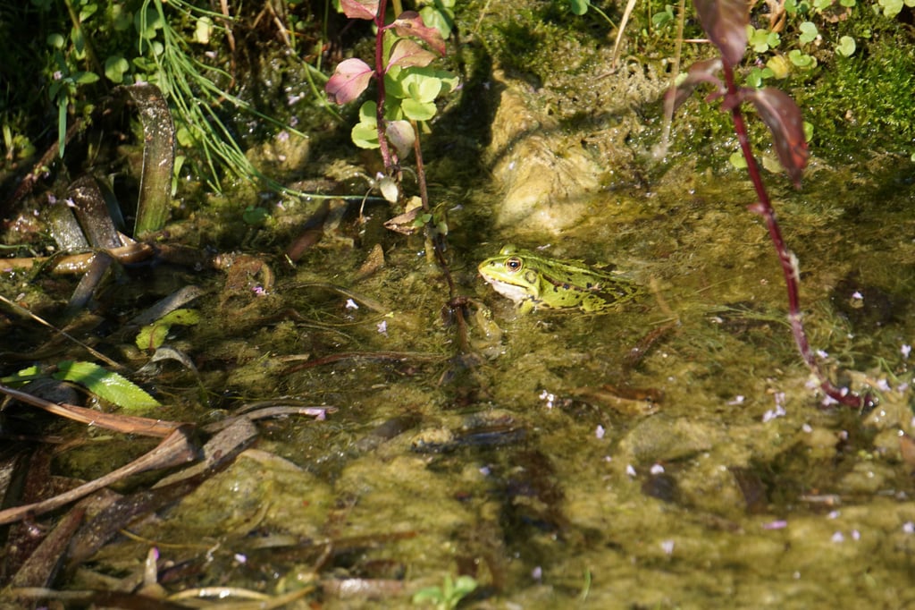 Natur in Haus und Garten Wo es grün ist, da kommen die Tiere