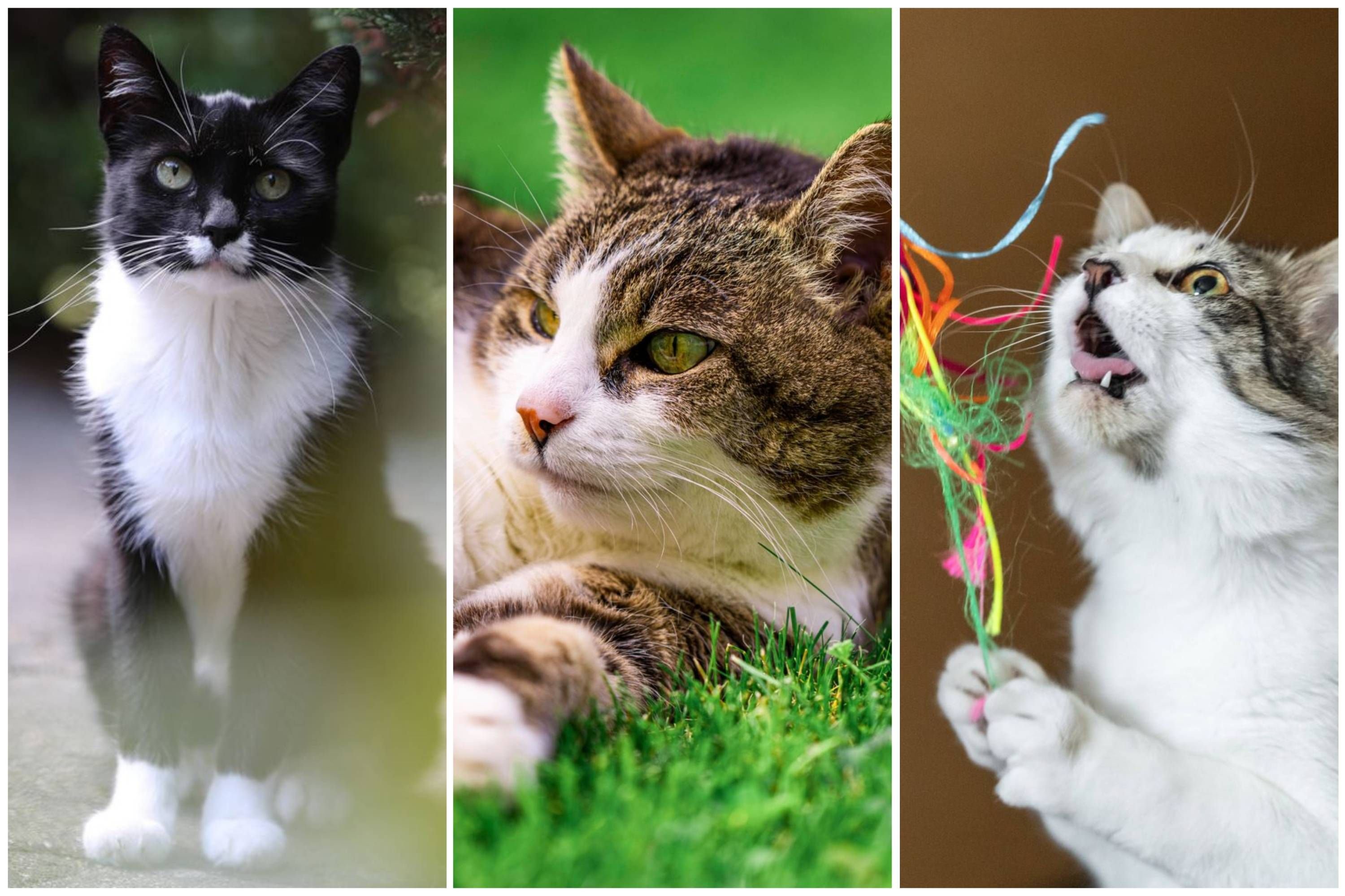 Weltkatzentag 2023: Die schönsten Katzenfotos aus dem Münsterland
