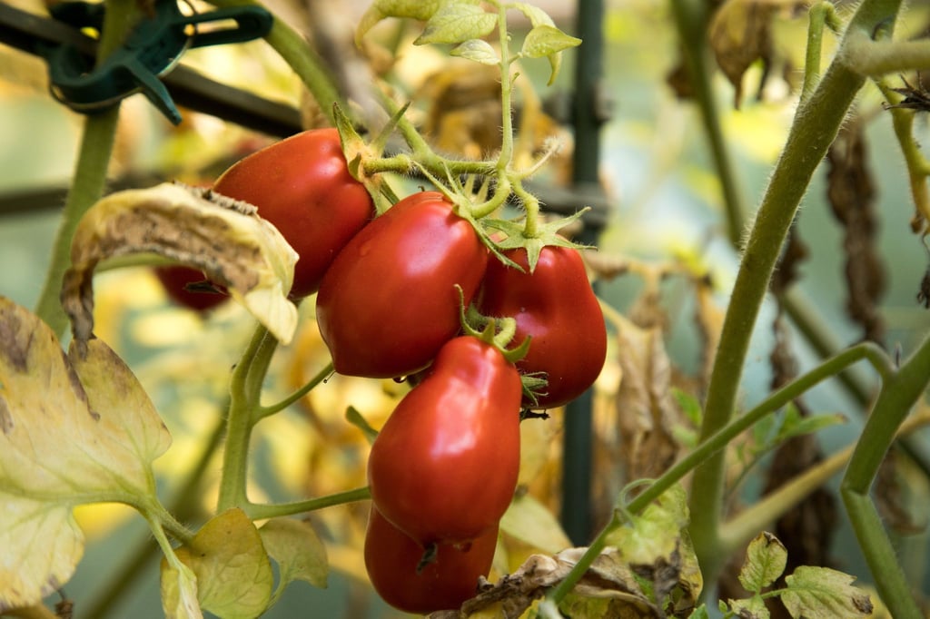 Aufgeplatzte Tomaten schnell ernten und verwerten