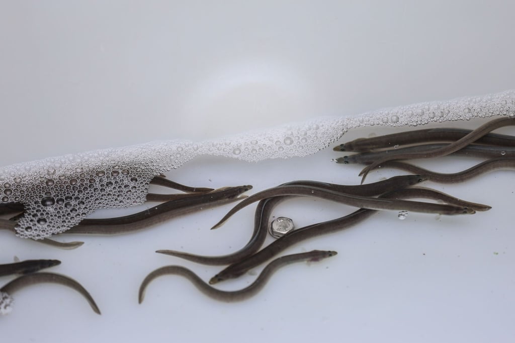 Fast 55.000 neue Aale in der Lippe