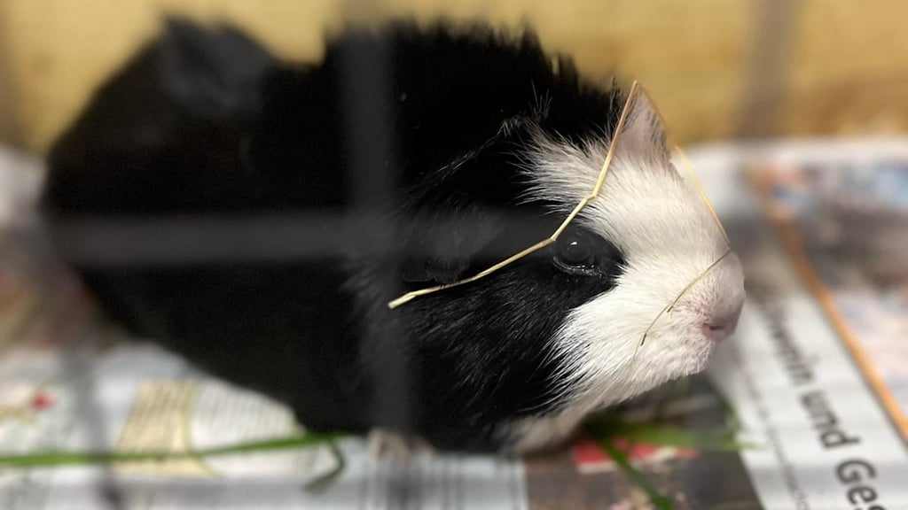 Zwei Meerschweinchen ausgesetzt beide tot