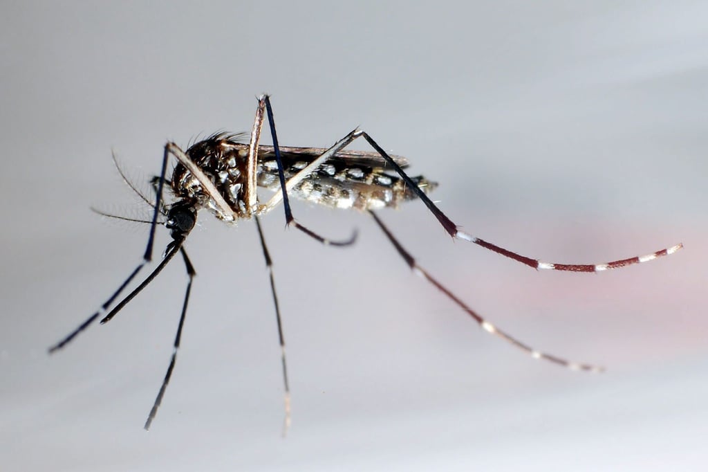 290725 Italien Lokale Dengue Fälle Diese Symptome Sollten Sie Kennen - ar22jab