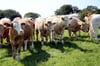 Die Haltung von Rindern einer Paderborner Landwirtin hat die Behörden auf den Plan gerufen (Symbolbild).