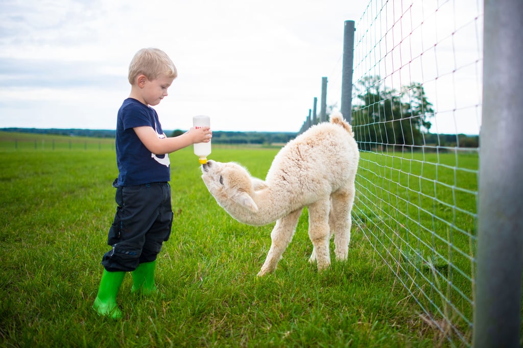 So viele Tierrisse durch Wölfe wie nie: Mimi in Gefahr
