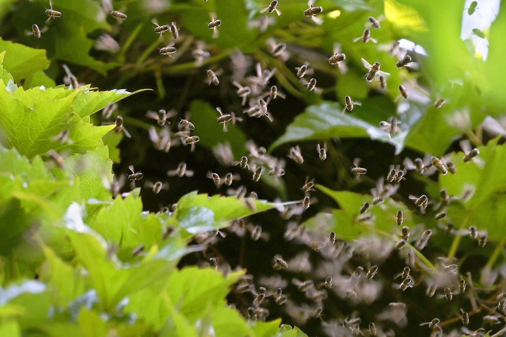Bienenschwarm-b-xt-aus-und-steuert-auf-G-rten-in-B-nde-zu