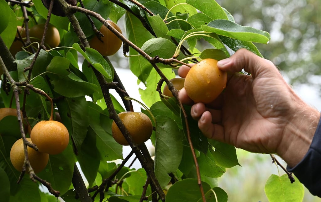 Im Apfel-Look: Reife Nashis müssen nach Birne duften Im Apfel-Look: Reife Nashis müssen nach Birne duften