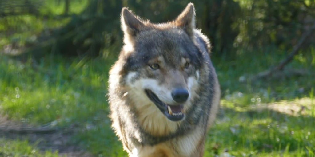 Diepholz Wolf angefahren