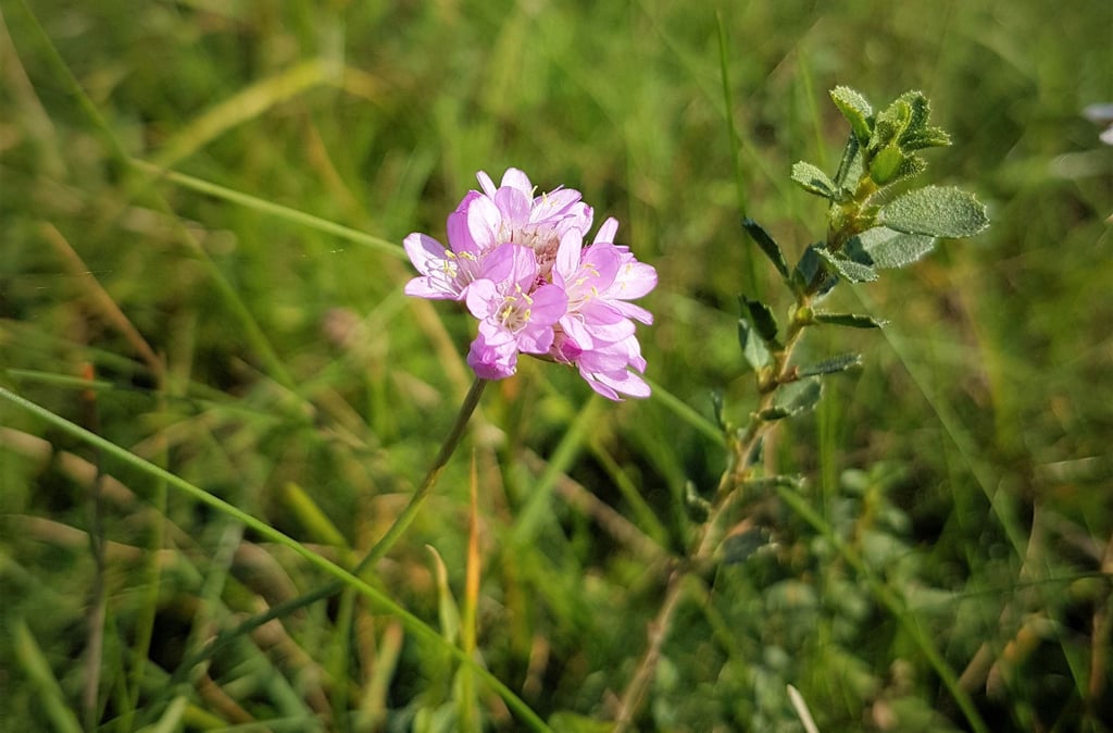 Gefährdetes Kraftpaket Grasnelke ist Blume des Jahres 2024