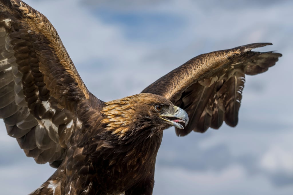 Bünde Warum am Wochenende ein Steinadler auf Jagd geht
