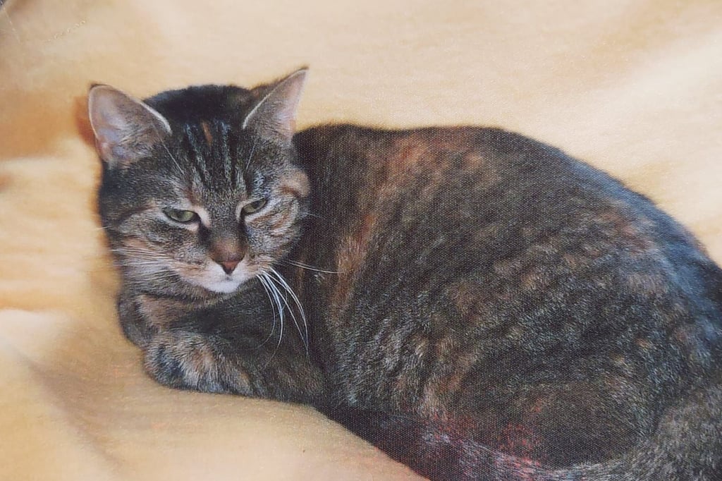 Bünde Warnung vor Rattengift Katze „Maumau“ stirbt qualvoll
