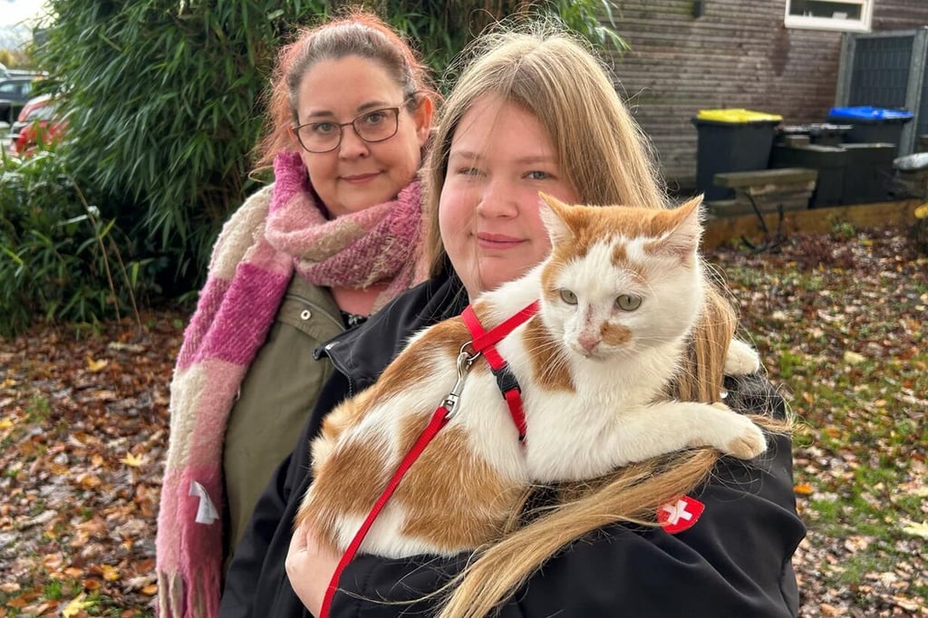 Drei FamilienKatzen verschwinden in kurzer Zeit „Wer will uns etwas