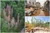 Waldsterben, Hochwasser, Dürre: Auch im Münsterland wird sich der Klimawandel nach Angaben von Prof. Dr. Dirk Messner deutlich bemerkbar machen.