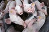 So gut wie diesen Schweinen auf dem Symbolbild ist es den Sauen des Stemweder Landwirts, der gestern in Rahden vor Gericht stand, nicht gegangen. 46 Tiere sind verhungert.