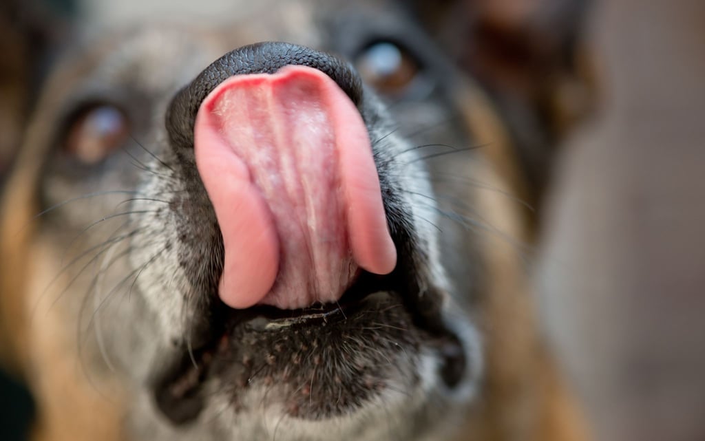 Was tun, wenn der Hund Weihnachtsplätzchen gefressen hat?