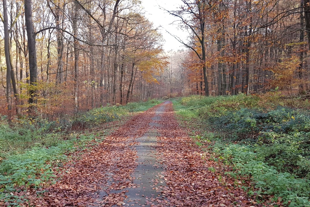 Nationalpark Eggegebirge Abstimmung rückt näher