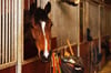 Ein Wallach schaut aus seiner Box: Reiten ist in Westfalen beliebt. Hier sind 95.890 Pferdebegeisterte in der Deutschen Reiterlichen Vereinigung organisiert.