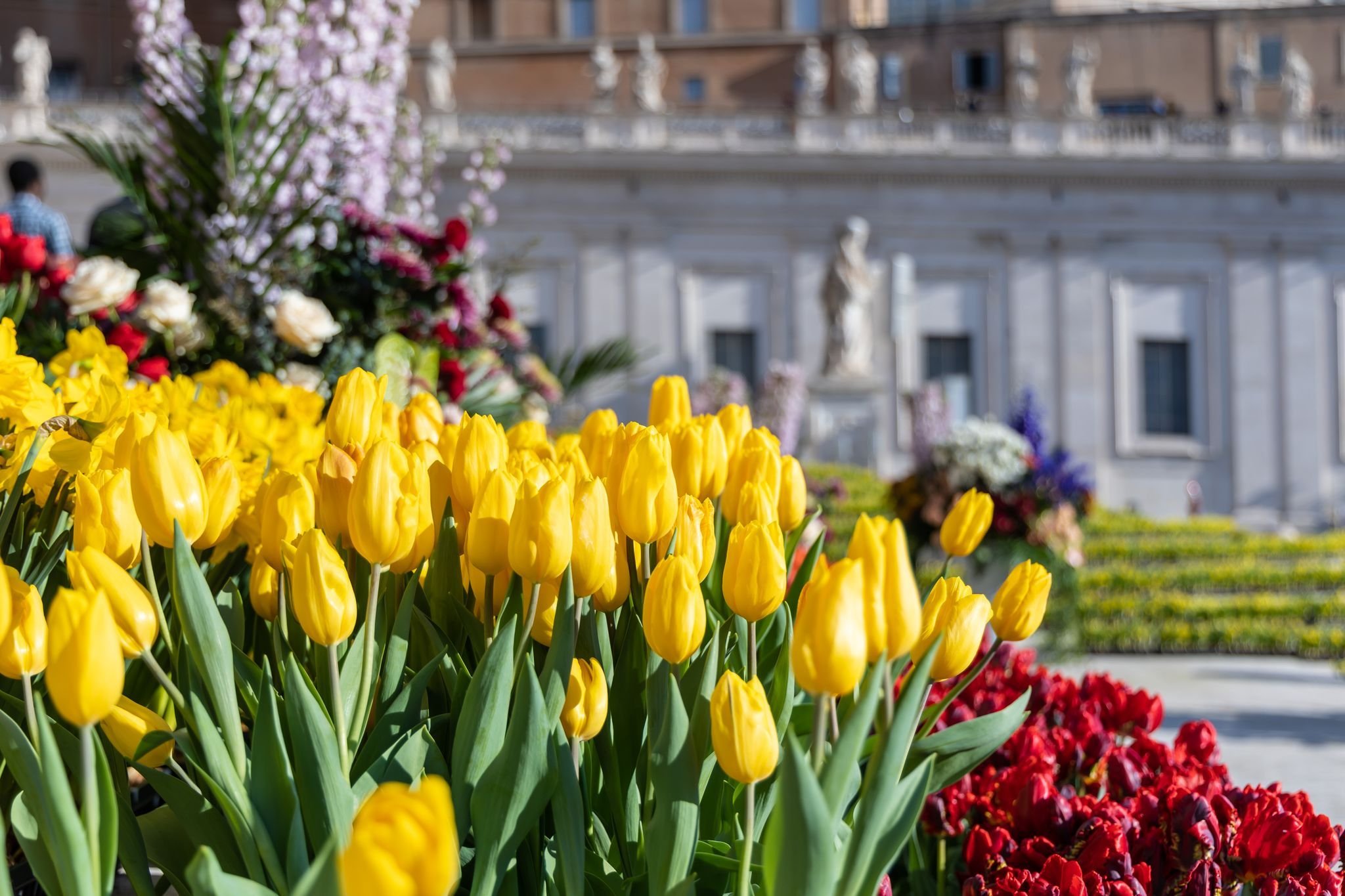 Holländisches Blumenmeer schmückt den Petersplatz an Ostern