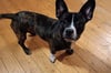 Der Bulldogge-Dackel-Mischling Meica sucht ein neues Zuhause. Der Junghund ist etwa 30 Zentimeter groß.