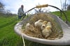 Johannes Lohmann betreibt seit 2018 eine Solidarische Landwirtschaft (Solawi) in Borchen-Etteln. Auf dem Hof hält er Geflügel, Lämmer, Schafe und Ziegen. Auch ein Pfau lebt auf dem Anwesen. Diese Küken sind zwei Wochen alt.