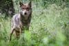 Ist in Wulferdingsen möglicherweise vor einigen Tagen ein Wolf (Symbolbild) gesichtet worden? Das zuständige Landesamt für Natur, Umwelt und Verbraucherschutz NRW geht entsprechenden Hinweisen jetzt nach.