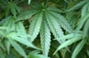Cannabis-Pflanzen können ab dem 1. Juli von speziellen Anbauvereinigungen angebaut werden.