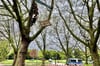 Vor Beginn der Verkehrsministerkonferenz sind Aktivisten in einen Baum an der Engelenschanze geklettert.