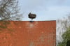 Ein Storchenpaar hockt im Nest auf einem Dachfirst nahe den Rieselfeldern. Tatsächlich seien viele Nester in diesem Jahr besetzt, bestätigt die Leitung der Biologischen Station.