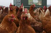 Der Hof Wellmann an der Leerer Straße setzt konsequent auf braune Hühner der Sorte „Lohmann braun“ und deren braune Eier. Die Nachfrage vor Ort gibt Direktvermarkter Christian Wellmann recht.