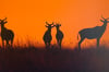 Die untergehende Sonne in der Masai Mara sorgt für diese Aufnahme von Jörg Kienitz. Der Naturfotograf stellt bis zum 19. Mai 40 Werke im Haller Bürgerzentrum Remise aus.