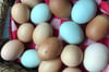 Grün, braun, blau oder sogar rosa: Die Eier vom Heidehof zeichnen sich durch ihre farbliche Vielfalt aus.