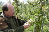 Karsten Otte vom gleichnamigen Obsthof in Hiddenhausen sorgt sich um seine Obstplantagen. Der Frost setzt den Blüten zu. Daher werden vereinzelt Schutzmaßnahmen ergriffen.