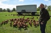 Jan-Bernd Edelbusch verkauft nur braune Eier gelegt von seinen 550 Hühnernd er Rasse Lohmann braun.