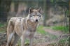 Ein Wolf wie hier im Naturwildpark „Granat“ in Haltern-Lavesum soll in Beckum bei einem Unfall verletzt worden sein.
