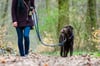 Zum Schutz der Wildtiere sollten Halter ihre Hunde im Wald anleinen. In Naturschutzgebieten ist diese Regelung sogar verpflichtend.