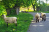 Bock auf Freiheit: Ausgerissene Schafe auf dem Weserfahrradweg bei Corvey.