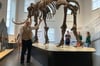 Direktor Prof. Dr. Harald Strauß präsentiert das Highlight des Geomuseums: das 43.000 Jahre alte Mammut.