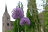 Im Remtergarten in Corvey hat die Allium-Blüte begonnen. Der Klostergarten war einer der Hotspots der Landesgartenschau und ist auch jetzt in der neuen Saison bereits ein Publikumsmagnet.