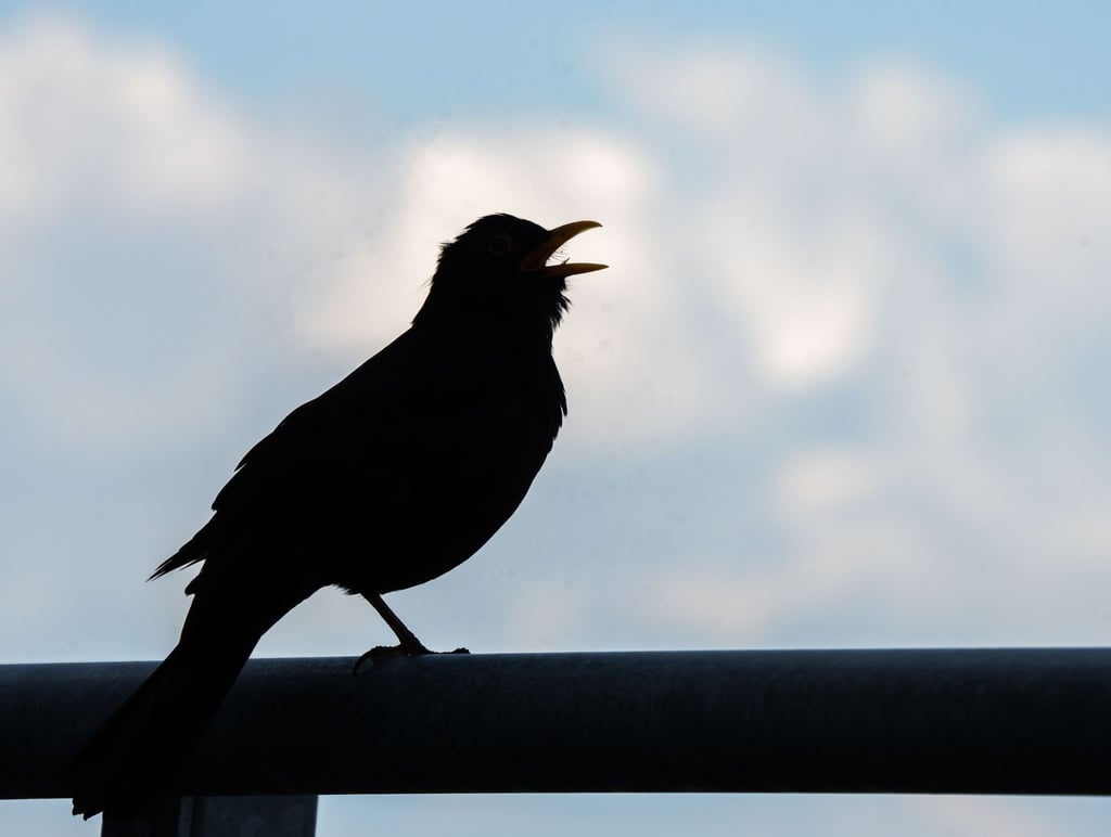 «Stunde der Gartenvögel» Große Vogelzählung in Deutschland