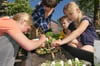 Pflanzzeit im Schulgarten: Die Mädchen und Jungen setzen die selbst gezogenen Kürbispflanzen in den kleinen Kasten, der jeder Klasse gehört.