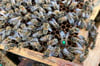 Emsig sammeln die Bienen Honig. Grün markiert ist die Königin.
