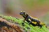 Die Salamanderpest bedroht den Feuersalamander. Naturschützer fürchten um die letzten Bestände im Münsterland.