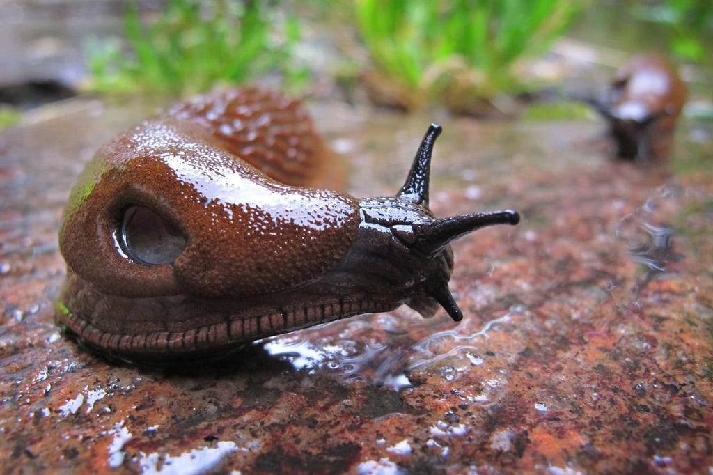 Superschnecke lässt Gärtner verzweifeln