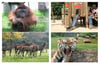Zahlreiche Tiere, viele Spielplätze: Die Zoo- und Tierparkwelt im Münsterland ist vielfältig.