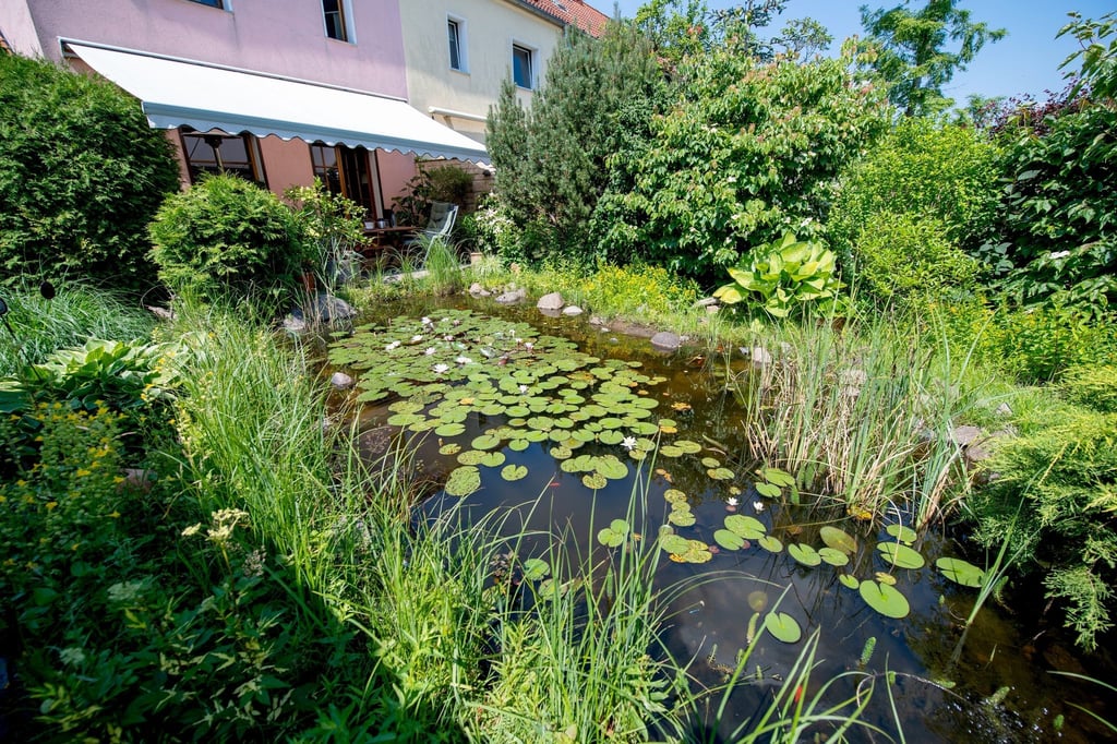 5 Tipps für den idealen Gartenteich