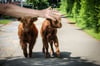 Dieses tierische Duo ist derzeit noch im Grenzgebiet von Hiddenhausen, Enger und Bünde (Kreis Herford) unterwegs (Stand: 16.45 Uhr). Wer die Rinder sieht, kann sich an die Polizei wenden.