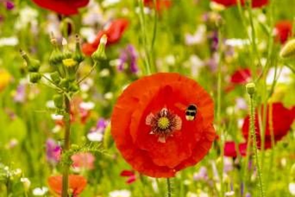 In Welcher Richtung Geht Die Sonne Auf www.azonline.de